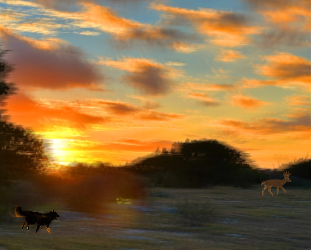 Violet-chasing-deer